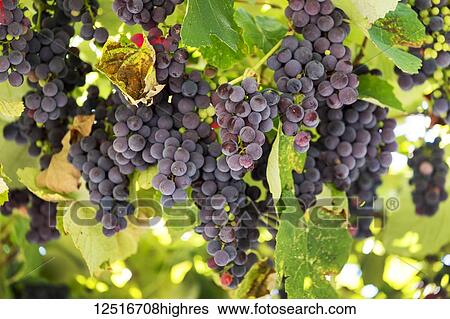 Stock Photograph - Clusters of purple grapes hanging from the vine; Caldaro, Bolzano, Italy. Fotosearch