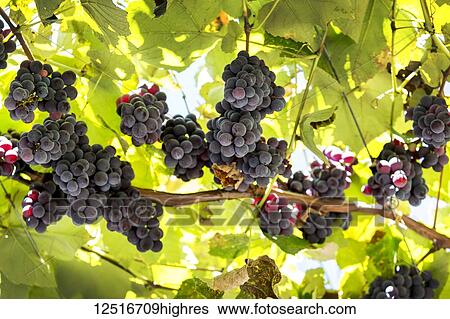 Stock Photograph - Clusters of purple grapes hanging from the vine; Caldaro, Bolzano, Italy. Fotosearch