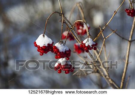 Clusters of red berries covered in snow and hanging from branches; Fulford, Quebec, Canada View Large Photo Image Stock Photograph - Clusters of red berries covered in snow and hanging from branches; Fulford, Quebec, Canada. Fotosearch