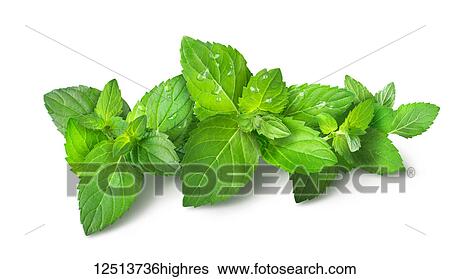 Clusters of vibrant green spearmint leaves and water droplets on a white background View Large Photo Image Stock Photograph - Clusters of vibrant green spearmint leaves and water droplets on a white background. Fotosearch