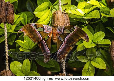 Cobra Moth (Attacus atlas), botanical gardens; Montreal, Quebec, Canada View Large Photo Image Stock Photograph - Cobra Moth (Attacus atlas), botanical gardens; Montreal, Quebec, Canada. Fotosearch