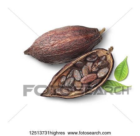 Stock Photograph - Cocoa beans in pods on a white background. Fotosearch