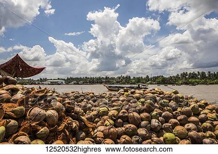 Stock Photograph - Coconuts at a coconut processing family owned business in the Mekong Delta; Ben Tre, Vietnam. Fotosearch