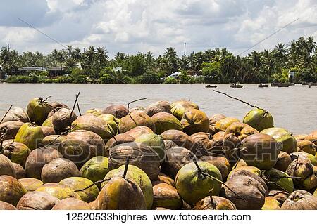 Coconuts at a coconut processing family owned business in the Mekong Delta; Ben Tre, Vietnam View Large Photo Image Stock Photograph - Coconuts at a coconut processing family owned business in the Mekong Delta; Ben Tre, Vietnam. Fotosearch