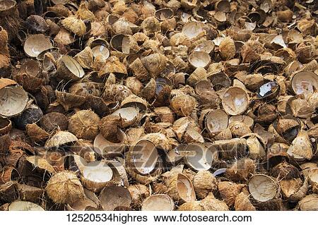 Coconuts at a coconut processing family owned business in the Mekong Delta; Ben Tre, Vietnam View Large Photo Image Stock Photograph - Coconuts at a coconut processing family owned business in the Mekong Delta; Ben Tre, Vietnam. Fotosearch