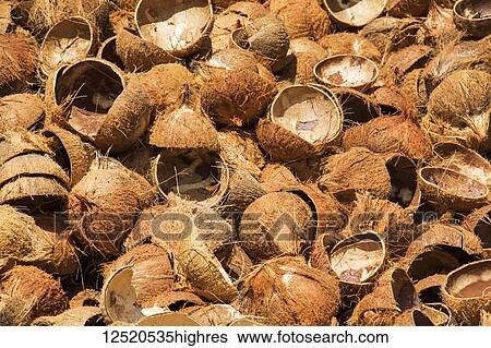Stock Photograph - Coconuts at a coconut processing family owned business in the Mekong Delta; Ben Tre, Vietnam. Fotosearch