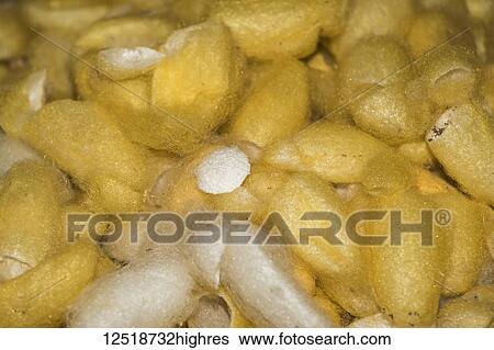 Cocoons of the larvae of the mulberry silkworm at the Mulberry Silk Farm, Ban Li; Xiangkhouang, Laos View Large Photo Image Stock Photograph - Cocoons of the larvae of the mulberry silkworm at the Mulberry Silk Farm, Ban Li; Xiangkhouang, Laos. Fotosearch