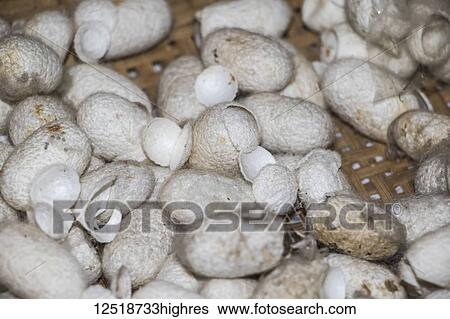 Stock Photograph - Cocoons of the larvae of the mulberry silkworm at the Mulberry Silk Farm, Ban Li; Xiangkhouang, Laos. Fotosearch