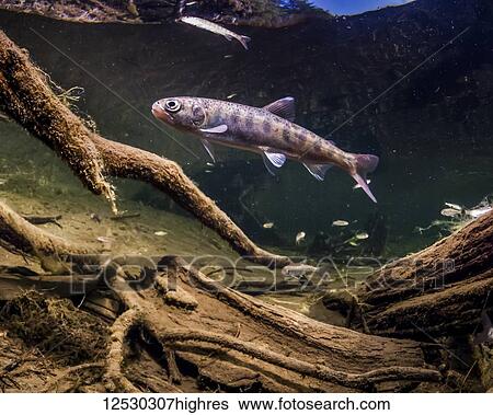 Stock Photograph - Coho Salmon (also known as Silver salmon, Oncorhynchus kisutch) parr lurking near a beaver dam in a Copper River Delta stream during the spring; Alaska, United States of America. Fotosearch