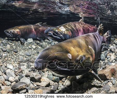 Stock Photograph - Coho Salmon, also known as Silver Salmon (Oncorhynchus kisutch) alpha male contenders (female in background) in an Alaskan stream during autumn; Alaska, United States of America. Fotosearch