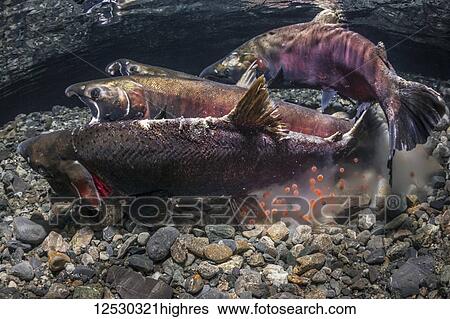 Stock Photograph - Coho Salmon, also known as Silver Salmon (Oncorhynchus kisutch) in the act of spawning in an Alaska stream during the autumn; Alaska, United States of America. Fotosearch