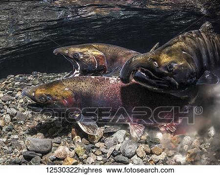 Stock Photograph - Coho Salmon, also known as Silver Salmon (Oncorhynchus kisutch) in the act of spawning in an Alaska stream during the autumn; Alaska, United States of America. Fotosearch