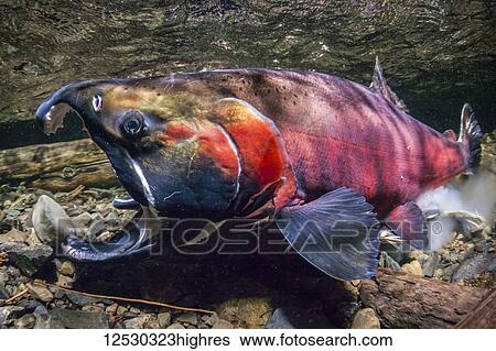 Stock Photograph - Coho Salmon, also known as Silver Salmon (Oncorhynchus kisutch) in the act of spawning in an Alaska stream during the autumn; Alaska, United States of America. Fotosearch