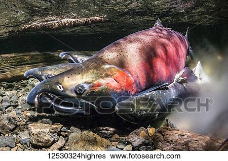 Stock Photograph - Coho Salmon, also known as Silver Salmon (Oncorhynchus kisutch) in the act of spawning in an Alaska stream during the autumn; Alaska, United States of America. Fotosearch