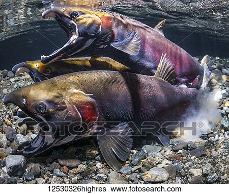 Stock Photograph - Coho Salmon, also known as Silver Salmon (Oncorhynchus kisutch) in the act of spawning in an Alaska stream during the autumn; Alaska, United States of America. Fotosearch