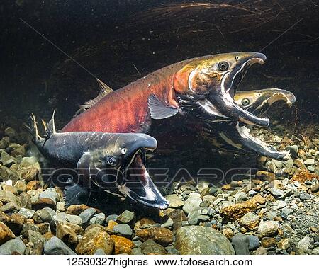 Coho Salmon, also known as Silver Salmon (Oncorhynchus kisutch) in the act of spawning in Sheridan River (Copper River Delta) tributary stream during autumn; Alaska, United States of America View Large Photo Image Stock Photograph - Coho Salmon, also known as Silver Salmon (Oncorhynchus kisutch) in the act of spawning in Sheridan River (Copper River Delta) tributary stream during autumn; Alaska, United States of America. Fotosearch