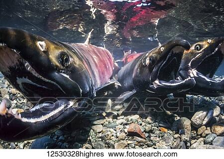 Coho Salmon, also known as Silver Salmon (Oncorhynchus kisutch) in the act of spawning in an Alaskan stream during autumn; Alaska, United States of America View Large Photo Image Stock Photograph - Coho Salmon, also known as Silver Salmon (Oncorhynchus kisutch) in the act of spawning in an Alaskan stream during autumn; Alaska, United States of America. Fotosearch