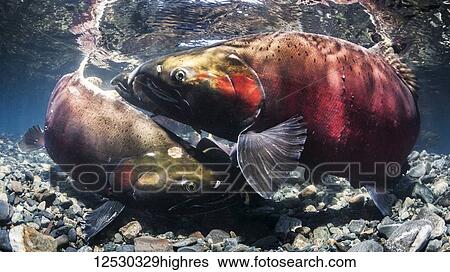 Stock Photograph - Coho Salmon, also known as Silver Salmon (Oncorhynchus kisutch) false spawning melee in an Alaskan stream during autumn; Alaska, United States of America. Fotosearch