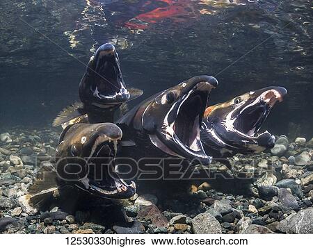 Stock Photograph - Coho Salmon, also known as Silver Salmon (Oncorhynchus kisutch) in the act of spawning in an Alaskan stream during autumn; Alaska, United States of America. Fotosearch