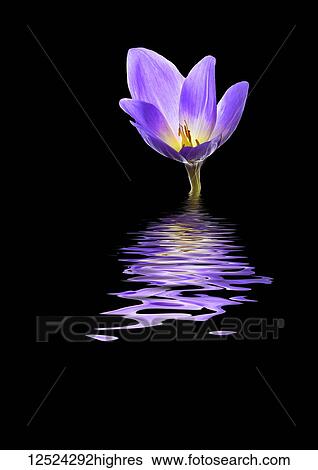 Stock Photograph - Colchicum flower reflected in water. Fotosearch