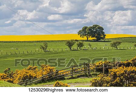 Stock Photograph - Collapsing fence beside gorse bushes at the edge of green fields and grazing sheep with a rapeseed field beyond; Northumberland, England. Fotosearch