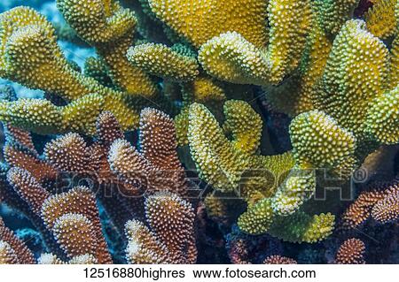 Stock Photograph - Colors of Antler Coral (Pocillopora grandis (formerly Pocillopora eydouxi)) vary according to the color of its symbiot. A single coral head may contain genetically distinct dinoflagellate symbiots. Photographed while scuba diving the Kona Coast;.... Fotosearch