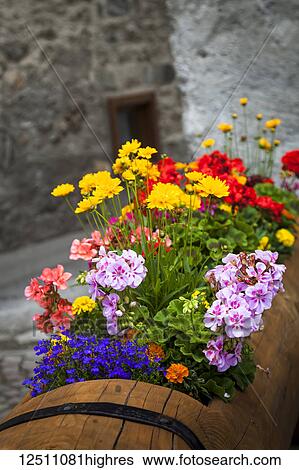 Colourful, blossoming flowers potted in a wooden planter with a stone wall in the background along ancient cobblestone streets of Dolonne, near Courmayeur; Aosta Valley, Italy View Large Photo Image Stock Photograph - Colourful, blossoming flowers potted in a wooden planter with a stone wall in the background along ancient cobblestone streets of Dolonne, near Courmayeur; Aosta Valley, Italy. Fotosearch