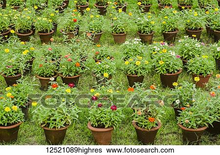 Colourful flowers blossoming in pots in rows on the grass, Mysore Palace; Mysore, Karnataka, India View Large Photo Image Stock Photograph - Colourful flowers blossoming in pots in rows on the grass, Mysore Palace; Mysore, Karnataka, India. Fotosearch