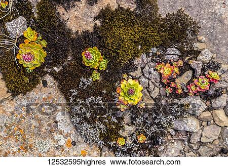 Stock Photograph - Colourful native succulent plants and moss fill the rocks on the rugged landscape; Iceland. Fotosearch
