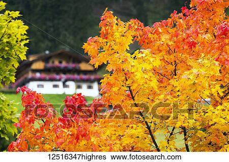 Stock Photograph - Colourful trees in autumn framing an alpine chalet in the background with flower boxes; Sesto, Bolzano, Italy. Fotosearch