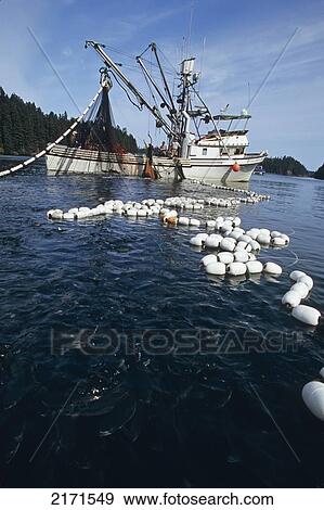 Commercial Fisherman Haul In Catch Of Pink Salmon Ak Sw Summer Kodiak Archipelago View Large Photo Image Stock Photo - Commercial Fisherman Haul In Catch Of Pink Salmon Ak Sw Summer Kodiak Archipelago. Fotosearch