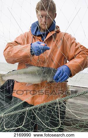 Stock Image - Commercial Fisherman Untangle Sockeye Salmon From A Gillnet Aboard A Commercial Fishing Boat Bristol Bay Alaska. Fotosearch