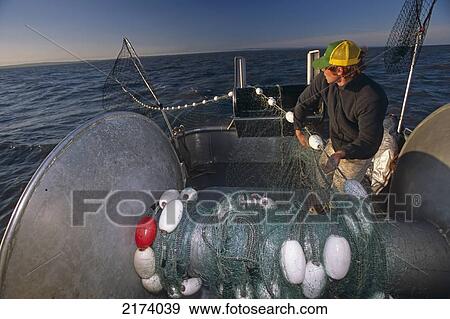 Stock Photo - Commercial Fisherwoman Feeds Gillnet Out Into Cook Inlet For Red Salmon, Kenai Peninsula, Ak Summer.. Fotosearch