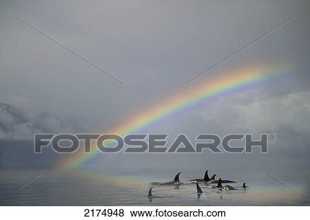 Composite Group Of Orcas Swimming Beneath A Rainbow In Frederick Sound. Summer In Southeast Alaska. Composite View Large Photo Image Stock Photo - Composite Group Of Orcas Swimming Beneath A Rainbow In Frederick Sound. Summer In Southeast Alaska. Composite. Fotosearch