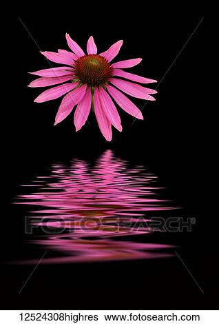 Stock Photograph - Coneflower (Echinacea) reflected in water. Fotosearch
