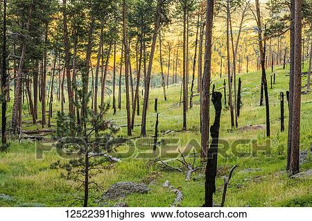 Stock Photograph - Conifer forest, Devils Tower National Monument; Wyoming, United States of America. Fotosearch