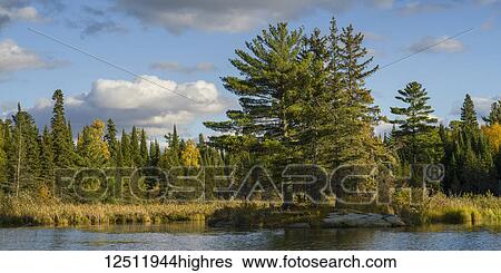 Stock Photograph - Coniferous trees and golden deciduous trees on the shore of Lake of the Woods; Lake of the Woods, Ontario, Canada. Fotosearch
