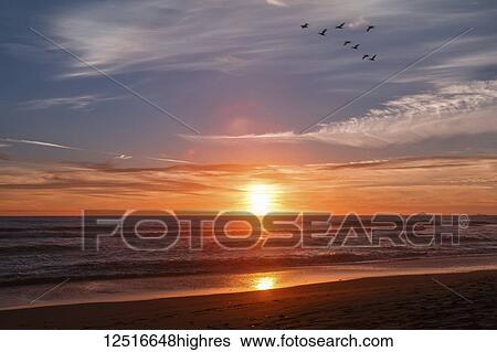Stock Photograph - Cormorants fly along the shoreline during sunset; Gold Beach, Oregon, United States of America. Fotosearch
