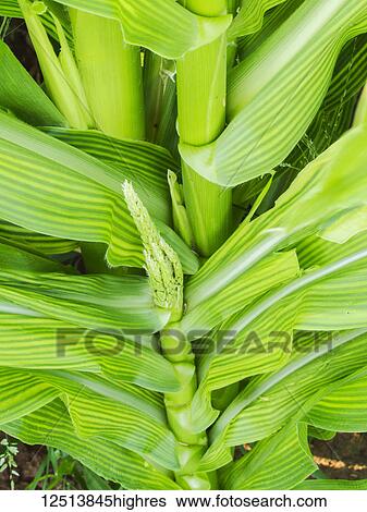 Stock Photograph - Corn leaves creating artistic patterns, Hubbell Trading Post National Historic Site,; Ganado, Arizona, United States of America. Fotosearch