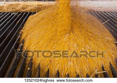 Stock Photograph - Corn pours from grain truck into receiving grate at grain dryer and bin complex during corn harvest; Minnesota, United States of America. Fotosearch