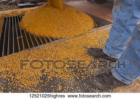 Stock Photograph - Corn pours from grain truck into receiving grate at grain dryer and bin complex during corn harvest; Minnesota, United States of America. Fotosearch