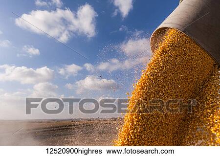Corn pours into a grain truck during corn harvest; Minnesota, United States of America View Large Photo Image Stock Photograph - Corn pours into a grain truck during corn harvest; Minnesota, United States of America. Fotosearch