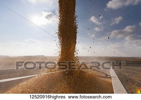 Corn pours into a grain truck during corn harvest; Minnesota, United States of America View Large Photo Image Stock Photograph - Corn pours into a grain truck during corn harvest; Minnesota, United States of America. Fotosearch