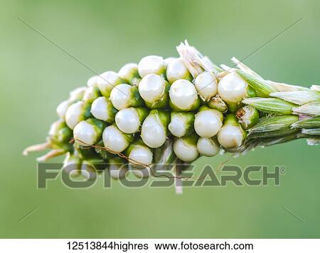 Stock Photograph - Corn's unusual tassel ear growth, pronounced Eensh'-kahlee in Navajo, is used as an important component in traditional Navajo medicine. This was in the corn field at the Hubbell Trading Post National Historic Site; Ganado, Arizona, United States of.... Fotosearch