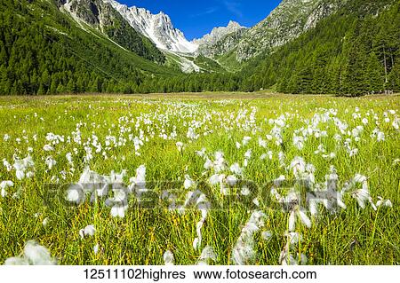 Stock Photograph - Cottongrass (Eriophorum) in a field in Arpette Valley under blue sky with mountain pass 'Fenetre d'Arpette' in the background; Trient, Martigny, Switzerland. Fotosearch