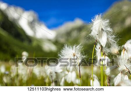 Stock Photograph - Cottongrass (Eriophorum) in a field in Arpette Valley under blue sky with mountain pass 'Fenetre d'Arpette' in the background; Trient, Martigny, Switzerland. Fotosearch