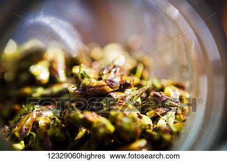 Cottonwood buds; Alaska, United States of America View Large Photo Image Stock Photograph - Cottonwood buds; Alaska, United States of America. Fotosearch