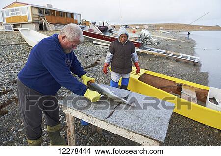 Picture - Couple outside their cabin filleting fish, Western Arm, near Cambridge Bay; Nunavut, Canada. Fotosearch