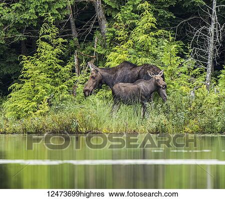 Cow and calf moose (alces alces) on the shore of a lake in Northeastern Ontario; Ontario, Canada View Large Photo Image Stock Photograph - Cow and calf moose (alces alces) on the shore of a lake in Northeastern Ontario; Ontario, Canada. Fotosearch