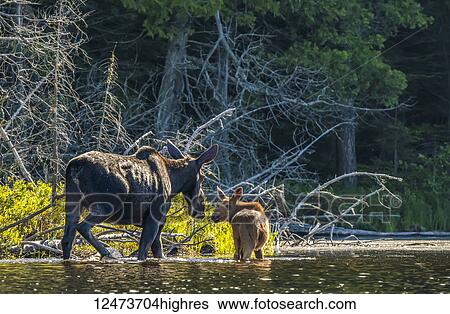 Cow and calf moose (alces alces) wading in the water along the shore of a lake in Northeastern Ontario; Ontario, Canada View Large Photo Image Stock Photograph - Cow and calf moose (alces alces) wading in the water along the shore of a lake in Northeastern Ontario; Ontario, Canada. Fotosearch
